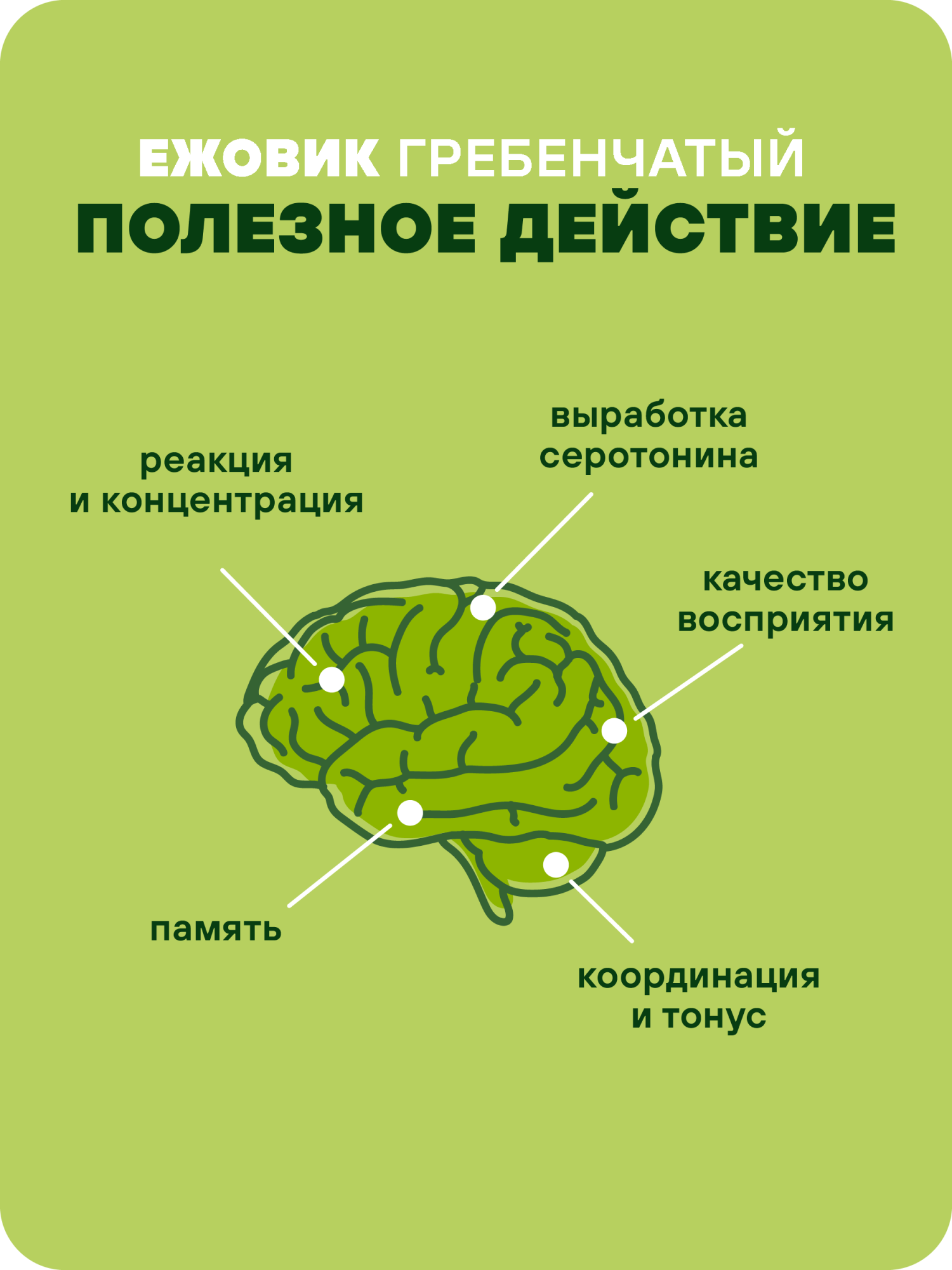 Ежовик гребенчатый